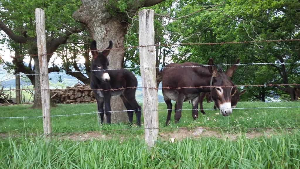 Casa Rural Urkulu Landetxea Arechavaleta Exteriör bild